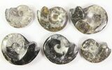 Lot: - Polished Goniatite Fossils - Pieces #77274-2